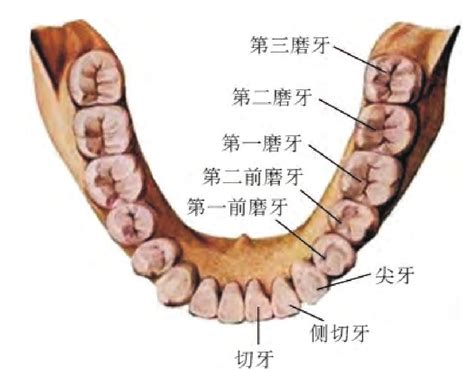 门牙|牙齿解剖结构